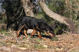 JAGDTERRIER ALLEMAND 091